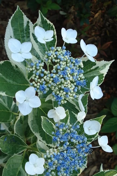 Mariesii Variegated Lacecap Hydrangea - 1 Gallon Pot 1 Mariesii Variegated Lacecap Hydrangea - 1 Gallon Pot