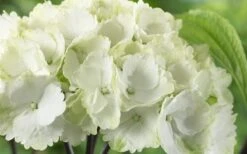 Zebra Hydrangea - 3 Gallon Pot 12 Zebra Hydrangea - 3 Gallon Pot -Healthy Plant Shop Hydrangea Zebra 3 1