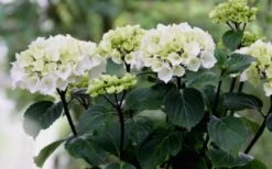 Zebra Hydrangea - 1 Gallon Pot -Healthy Plant Shop Hydrangea Zebra Flowers