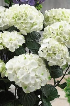 Zebra Hydrangea - 1 Gallon Pot -Healthy Plant Shop Hydrangrea Zebra 12