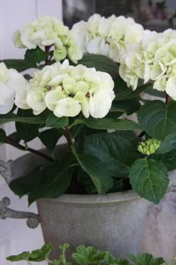 Zebra Hydrangea - 1 Gallon Pot -Healthy Plant Shop Hydrangrea Zebra 14