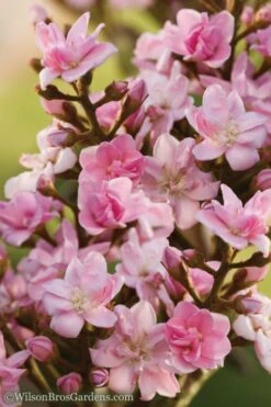 Rosalinda Indian Hawthorn Single Trunk Tree - 7 Gallon Pot (6-7') -Healthy Plant Shop Indian Hawthorne Rosalinda 6