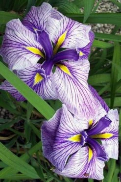 Anna Japanese Iris (Iris Ensata) - 1 Gallon Pot 11 Anna Japanese Iris (Iris Ensata) - 1 Gallon Pot -Healthy Plant Shop Iris Ensata Anna 1