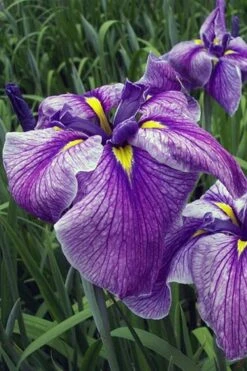 Anna Japanese Iris (Iris Ensata) - 1 Gallon Pot 10 Anna Japanese Iris (Iris Ensata) - 1 Gallon Pot -Healthy Plant Shop Iris Ensata Anna 3