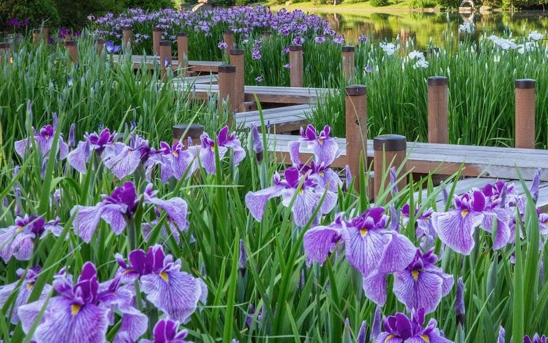 Anna Japanese Iris (Iris Ensata) - 1 Gallon Pot 6 Anna Japanese Iris (Iris Ensata) - 1 Gallon Pot - Image 6