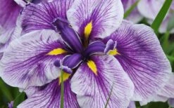 Anna Japanese Iris (Iris Ensata) - 1 Gallon Pot 13 Anna Japanese Iris (Iris Ensata) - 1 Gallon Pot -Healthy Plant Shop Iris Ensata Anna 8