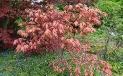 Amber Ghost Japanese Maple - 3 Gallon Pot 8 Amber Ghost Japanese Maple - 3 Gallon Pot -Healthy Plant Shop Japanese Maple Amber Ghost 6