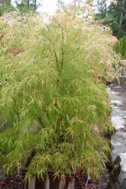 Aoyagi Gawa Strapleaf Japanese Maple - 1 Gallon Pot 7 Aoyagi Gawa Strapleaf Japanese Maple - 1 Gallon Pot -Healthy Plant Shop Japanese Maple Aoyagi Gawa 1