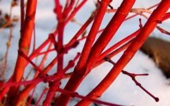 Little Sango' Dwarf Coral Bark Japanese Maple - 5 Gallon Pot -Healthy Plant Shop Japanese Maple Fjellheim 2