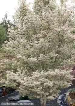 Ukigumo Floating Cloud Ghost Japanese Maple - 7 Gallon Pot -Healthy Plant Shop Japanese Maple Okigumo 15