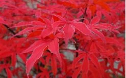 Shirazz Japanese Maple - 5 Gallon Pot (2-3') -Healthy Plant Shop Japanese Maple Shirazz 10