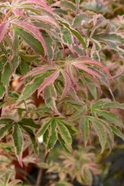 Shirazz Japanese Maple - 5 Gallon Pot (2-3') -Healthy Plant Shop Japanese Maple Shirazz 13