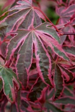 Shirazz Japanese Maple - 5 Gallon Pot (2-3') -Healthy Plant Shop Japanese Maple Shirazz 6