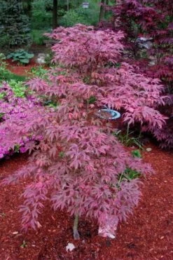 Shirazz Japanese Maple - 5 Gallon Pot (2-3') -Healthy Plant Shop Japanese Maple Shirazz 7