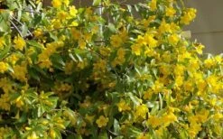 Butterscotch Yellow Jasmine (Jessamine) - Gelsemium Sempervirens - 1 Gallon Pot -Healthy Plant Shop Jasmine Butterscotch 51