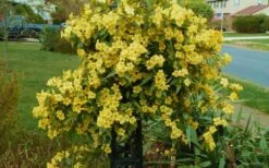 Butterscotch Yellow Jasmine (Jessamine) - Gelsemium Sempervirens - 1 Gallon Pot -Healthy Plant Shop Jasmine Butterscotch 52