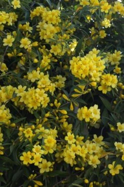Duet Yellow Jasmine (Jessamine) - 2 Gallon Pot -Healthy Plant Shop Jasmine Duet 5