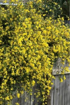 Duet Yellow Jasmine (Jessamine) - 2 Gallon Pot -Healthy Plant Shop Jasmine Duet 8