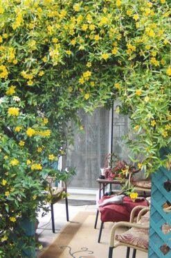 Duet Yellow Jasmine (Jessamine) - 2 Gallon Pot -Healthy Plant Shop Jasmine Duet 9
