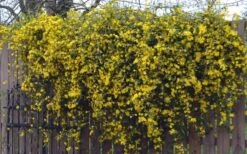 Duet Yellow Jasmine (Jessamine) - 2 Gallon Pot -Healthy Plant Shop Jasmine Duet On Fence