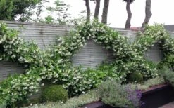 Madison Confederate Jasmine - 6 Pack Of 1 Gallon Pots 10 Madison Confederate Jasmine - 6 Pack Of 1 Gallon Pots -Healthy Plant Shop Jasmine Madison 12