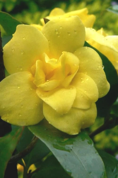 Pride Of Augusta Double Flowering Carolina Jasmine - 2 Gallon Pot 1 Pride Of Augusta Double Flowering Carolina Jasmine - 2 Gallon Pot
