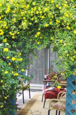 Pride Of Augusta Double Flowering Carolina Jasmine - 2 Gallon Pot 7 Pride Of Augusta Double Flowering Carolina Jasmine - 2 Gallon Pot -Healthy Plant Shop Jasmine Pride Of Augusta 2