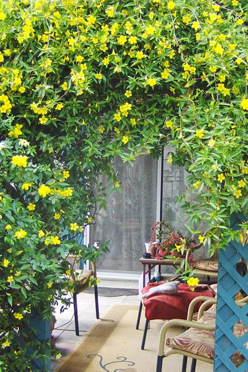 Pride Of Augusta Double Flowering Carolina Jasmine - 2 Gallon Pot 4 Pride Of Augusta Double Flowering Carolina Jasmine - 2 Gallon Pot - Image 4