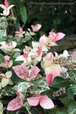 Snow N Summer Asiatic Jasmine - 6 Pack Of 1 Gallon Pots 9 Snow N Summer Asiatic Jasmine - 6 Pack Of 1 Gallon Pots -Healthy Plant Shop Jasmine Snow n Summer 20