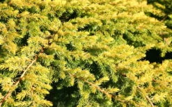 All Gold Golden Pacific Juniper - 2 Gallon Pot 12 All Gold Golden Pacific Juniper - 2 Gallon Pot -Healthy Plant Shop Juniper Golden Pacific 10 1