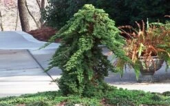 Staked Green Mound Japanese Garden Juniper - 1 Gallon Pot -Healthy Plant Shop Juniper Green Mound Staked