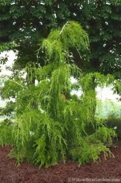 Weeping Virginia Juniper - Juniperus Virginiana 'Pendula' - 1 Gallon Pot -Healthy Plant Shop Juniper Virginia Weeping