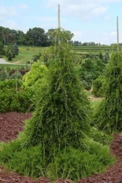 Weeping Virginia Juniper - Juniperus Virginiana 'Pendula' - 1 Gallon Pot -Healthy Plant Shop Juniper Virginia Weeping 5