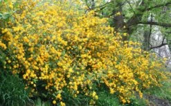 Japanese Marigold Bush - Kerria Japonica 'Pleniflora' - 1 Gallon Pot 14 Japanese Marigold Bush - Kerria Japonica 'Pleniflora' - 1 Gallon Pot -Healthy Plant Shop Kerria 18