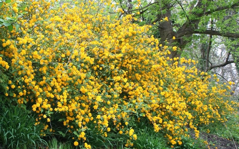 Japanese Marigold Bush - Kerria Japonica 'Pleniflora' - 1 Gallon Pot 6 Japanese Marigold Bush - Kerria Japonica 'Pleniflora' - 1 Gallon Pot - Image 6