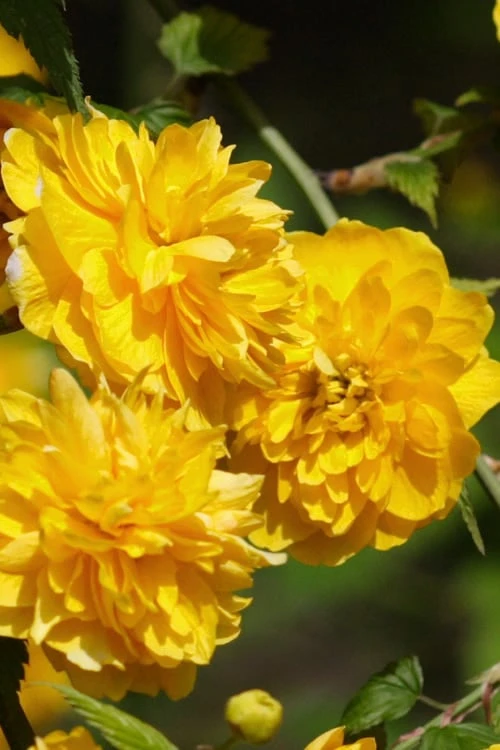 Japanese Marigold Bush - Kerria Japonica 'Pleniflora' - 1 Gallon Pot 9 Japanese Marigold Bush - Kerria Japonica 'Pleniflora' - 1 Gallon Pot - Image 9