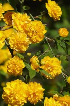 Japanese Marigold Bush - Kerria Japonica 'Pleniflora' - 3 Gallon Pot 15 Japanese Marigold Bush - Kerria Japonica 'Pleniflora' - 3 Gallon Pot -Healthy Plant Shop Kerria 22 2