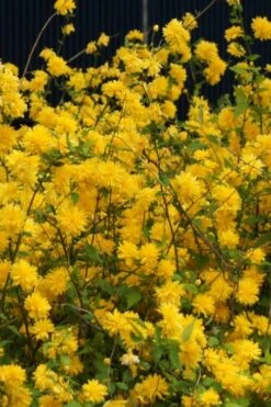 Japanese Marigold Bush - Kerria Japonica 'Pleniflora' - 1 Gallon Pot 15 Japanese Marigold Bush - Kerria Japonica 'Pleniflora' - 1 Gallon Pot -Healthy Plant Shop Kerria 5