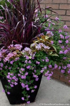 Trailing Lavender Lantana - 5 Pack Of Pint Pots -Healthy Plant Shop Lantana Trailing Lavender 16