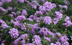 Trailing Lavender Lantana - 5 Pack Of Pint Pots -Healthy Plant Shop Lantana Trailing Lavender 2