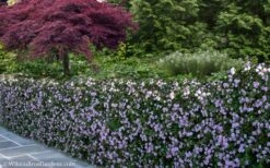 Trailing Lavender Lantana - 5 Pack Of Pint Pots -Healthy Plant Shop Lantana Trailing Lavender 22