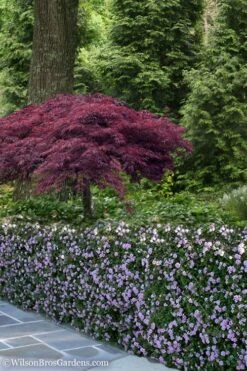 Trailing Lavender Lantana - 5 Pack Of Pint Pots -Healthy Plant Shop Lantana Trailing Lavender 23