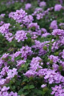 Trailing Lavender Lantana - 5 Pack Of Pint Pots -Healthy Plant Shop Lantana Trailing Lavender 500x750 1