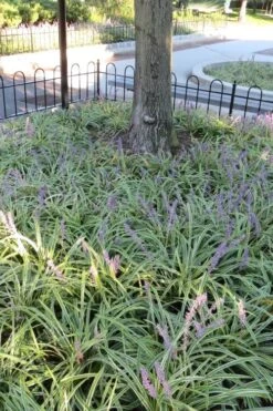 Variegated Liriope - Monkey Grass / Lilyturf - 6 Pack Of Pint Pots -Healthy Plant Shop Liriope Variegata 6