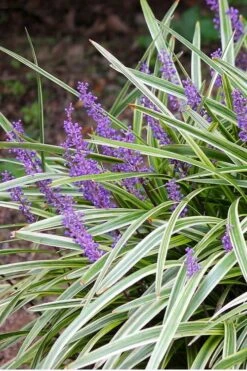 Variegated Liriope - Monkey Grass / Lilyturf - 6 Pack Of Pint Pots -Healthy Plant Shop Liriope Variegated 15