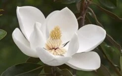 Alta Southern Magnolia - 7 Gallon Pot (3-4') -Healthy Plant Shop Magnolia Alta 2