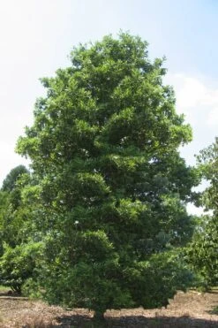 Green Shadow Sweetbay Magnolia Tree (Magnolia Virginiana) - 3 Gallon Pot (4-5') 9 Green Shadow Sweetbay Magnolia Tree (Magnolia Virginiana) - 3 Gallon Pot (4-5') -Healthy Plant Shop Magnolia Green Shadow Sweetbay Mature