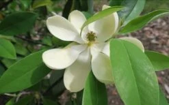 Green Shadow Sweetbay Magnolia Tree (Magnolia Virginiana) - 3 Gallon Pot (4-5') 10 Green Shadow Sweetbay Magnolia Tree (Magnolia Virginiana) - 3 Gallon Pot (4-5') -Healthy Plant Shop Magnolia GreenShadow Sweet Bay Flower 2