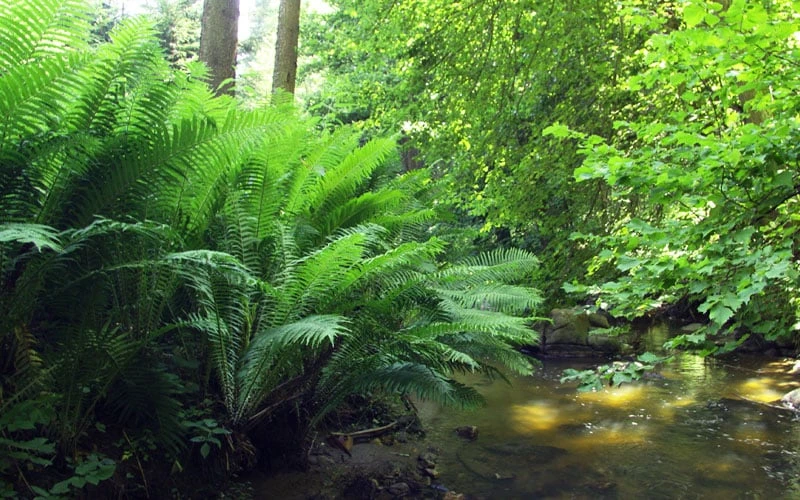 The King Ostrich Fern (Matteuccia Struthiopteris) - 1 Gallon Pot 6 The King Ostrich Fern (Matteuccia Struthiopteris) - 1 Gallon Pot - Image 6