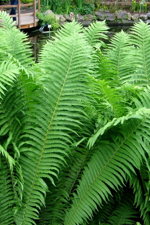 The King Ostrich Fern (Matteuccia Struthiopteris) - 1 Gallon Pot 1 The King Ostrich Fern (Matteuccia Struthiopteris) - 1 Gallon Pot